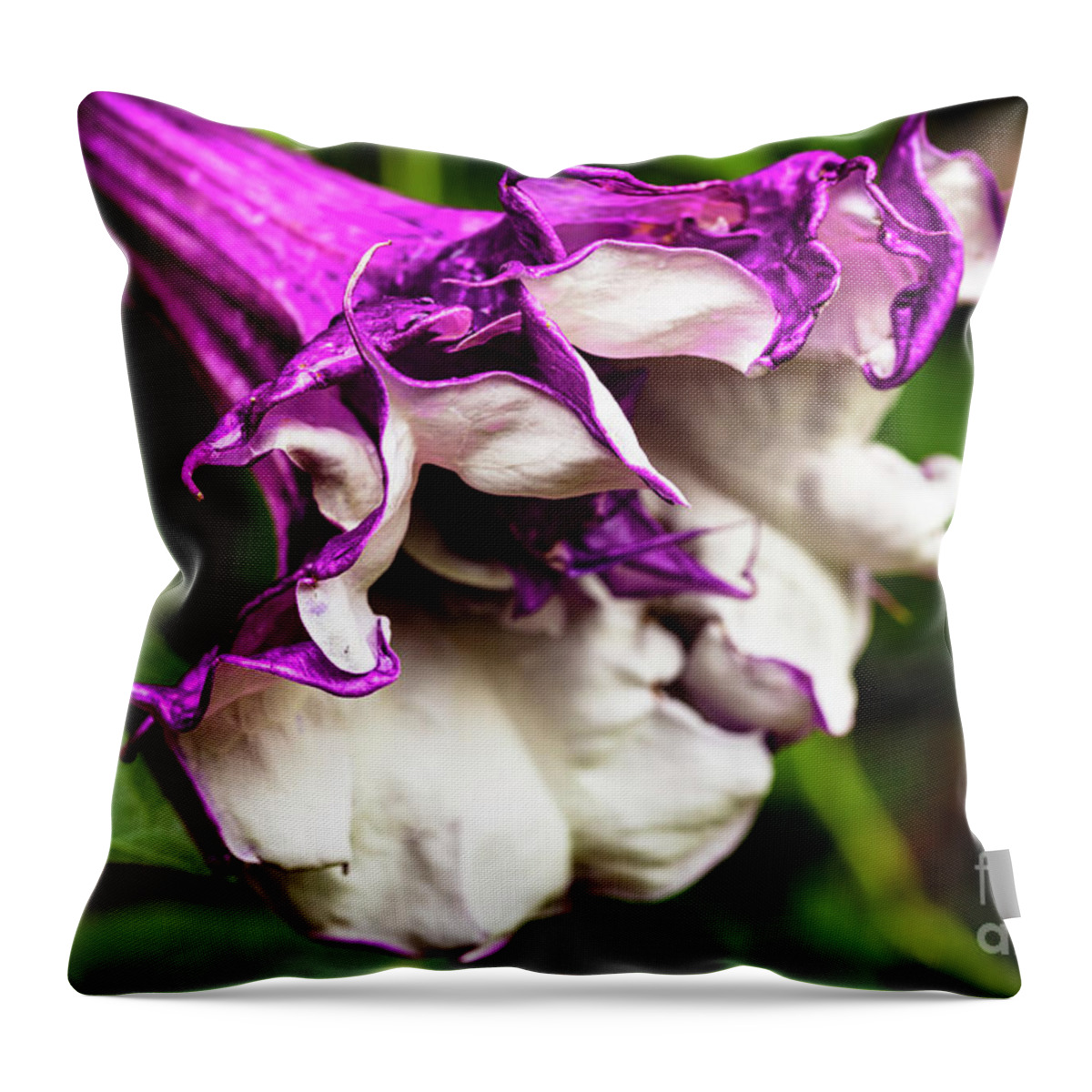 Brugmansia Throw Pillow featuring the photograph Purple Trumpet Flower by Raul Rodriguez