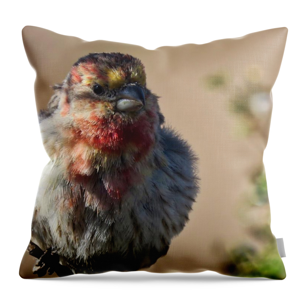 Arizona Throw Pillow featuring the photograph Rare Multicolored Male House Finch by Judy Kennedy