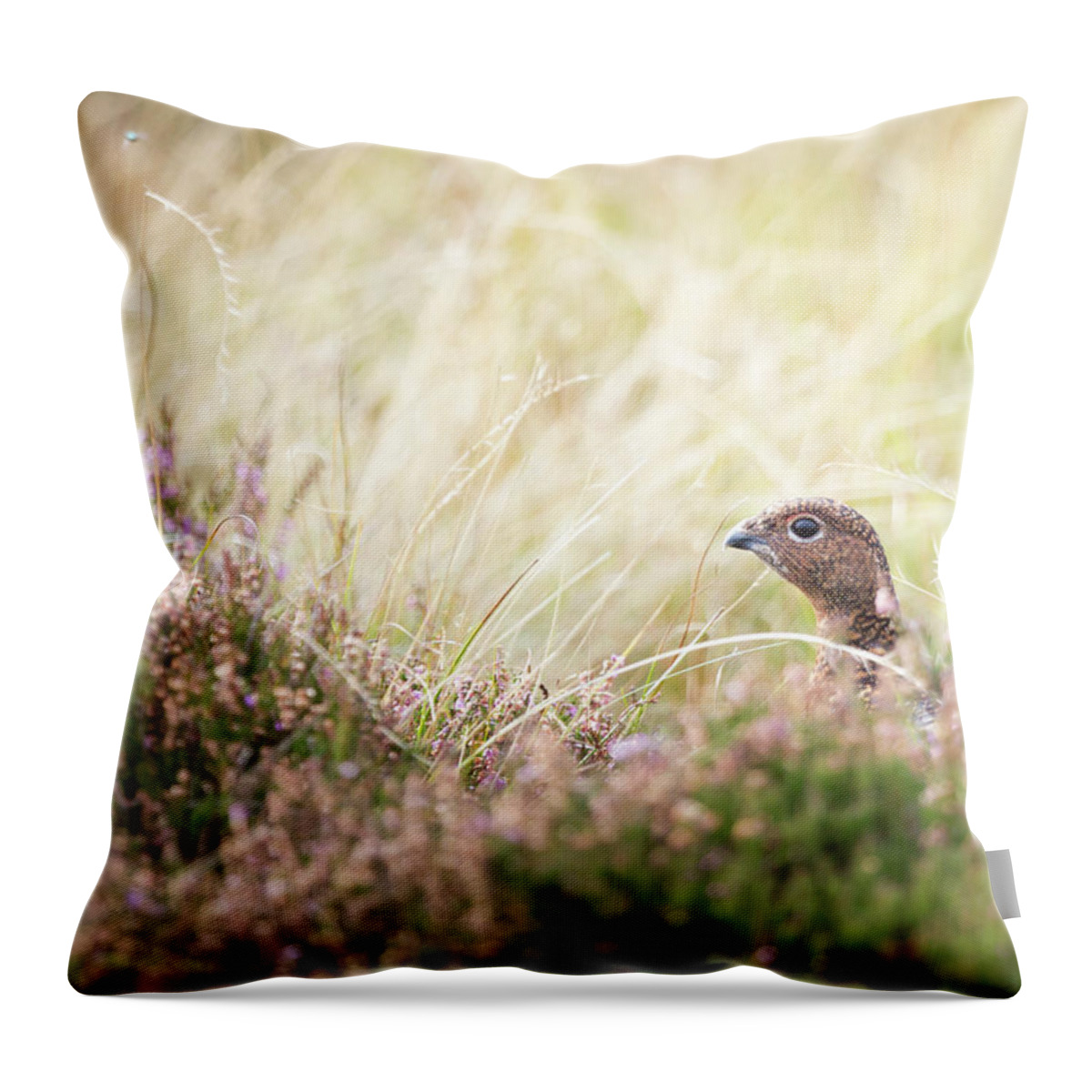 Female Red Grouse Throw Pillow featuring the photograph Red Grouse by Anita Nicholson