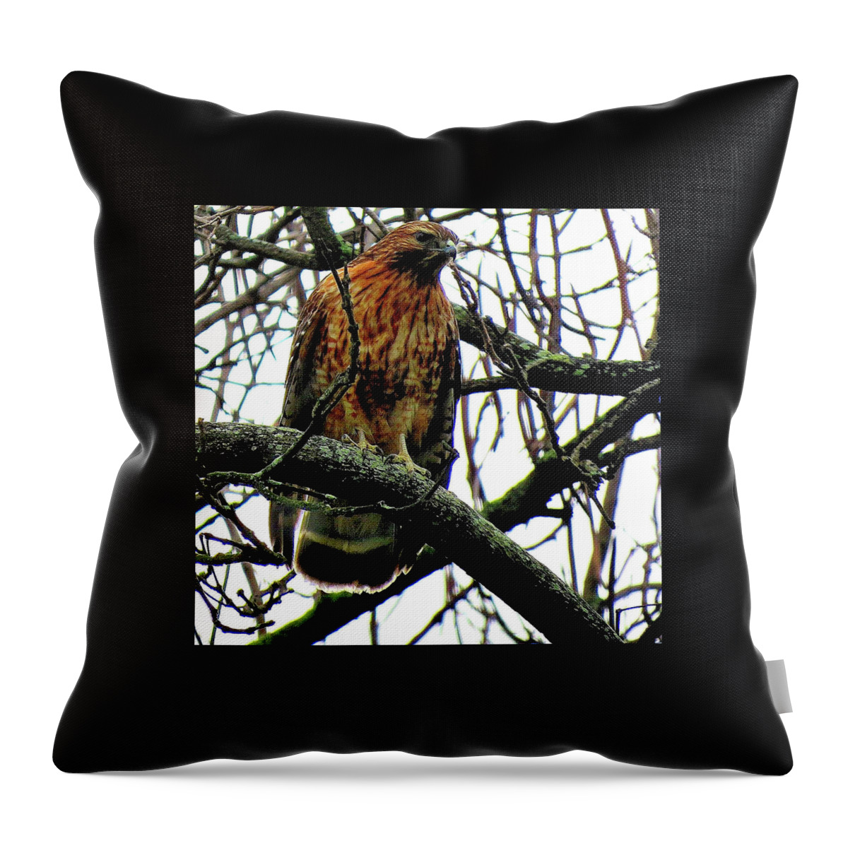 Red-shouldered Hawk Throw Pillow featuring the photograph Red-Shouldered Hawk on the Lookout by Linda Stern