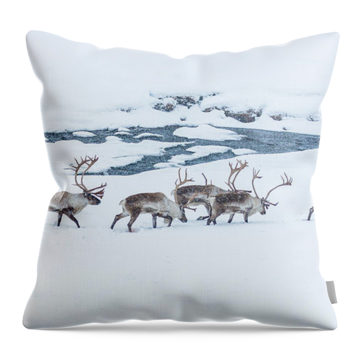 Panoramic Throw Pillow featuring the photograph Reindeer by Jaturong Kengwinit