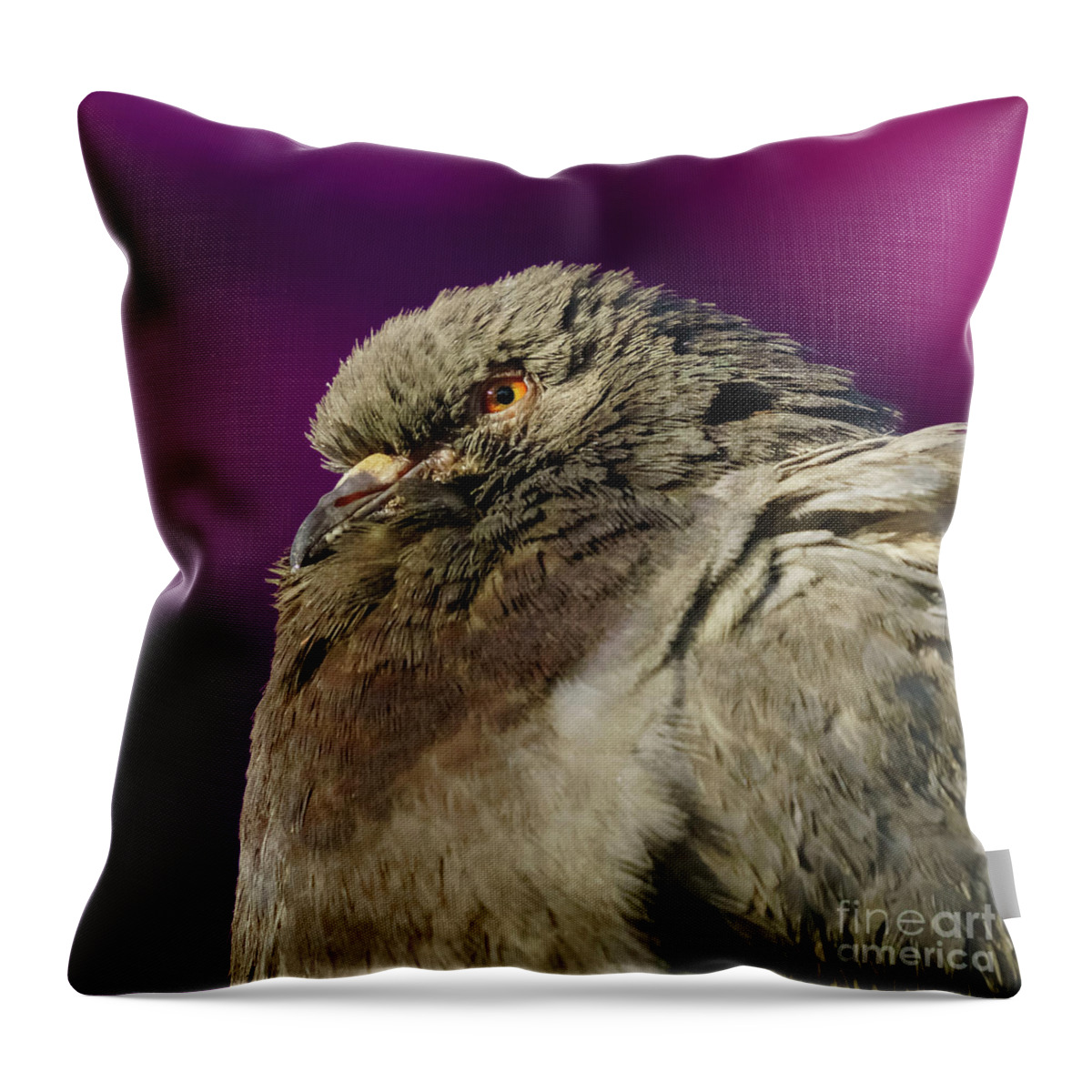 Feather Throw Pillow featuring the photograph Rock Pigeon and Iron Fountain Headshot by Pablo Avanzini