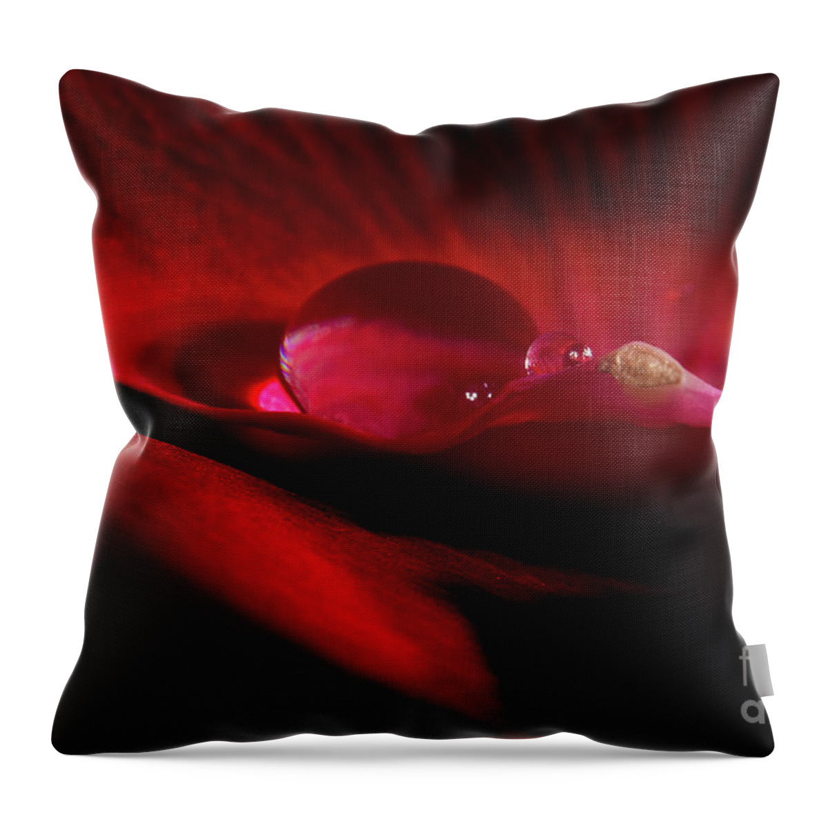 Rose Throw Pillow featuring the photograph Rose Petal Droplet by Mike Eingle