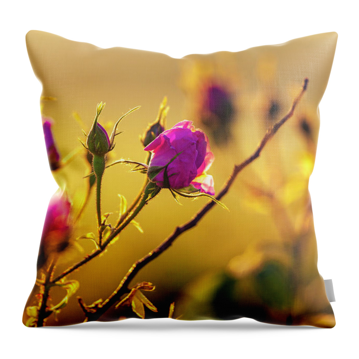 Bulgaria Throw Pillow featuring the photograph Roses In Gold by Evgeni Dinev