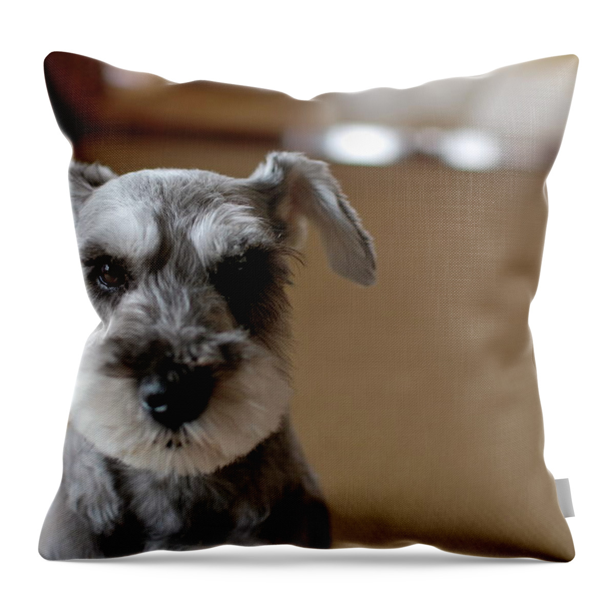 Cory Schnauzer Stuffed Animal Pillow – Ploocy