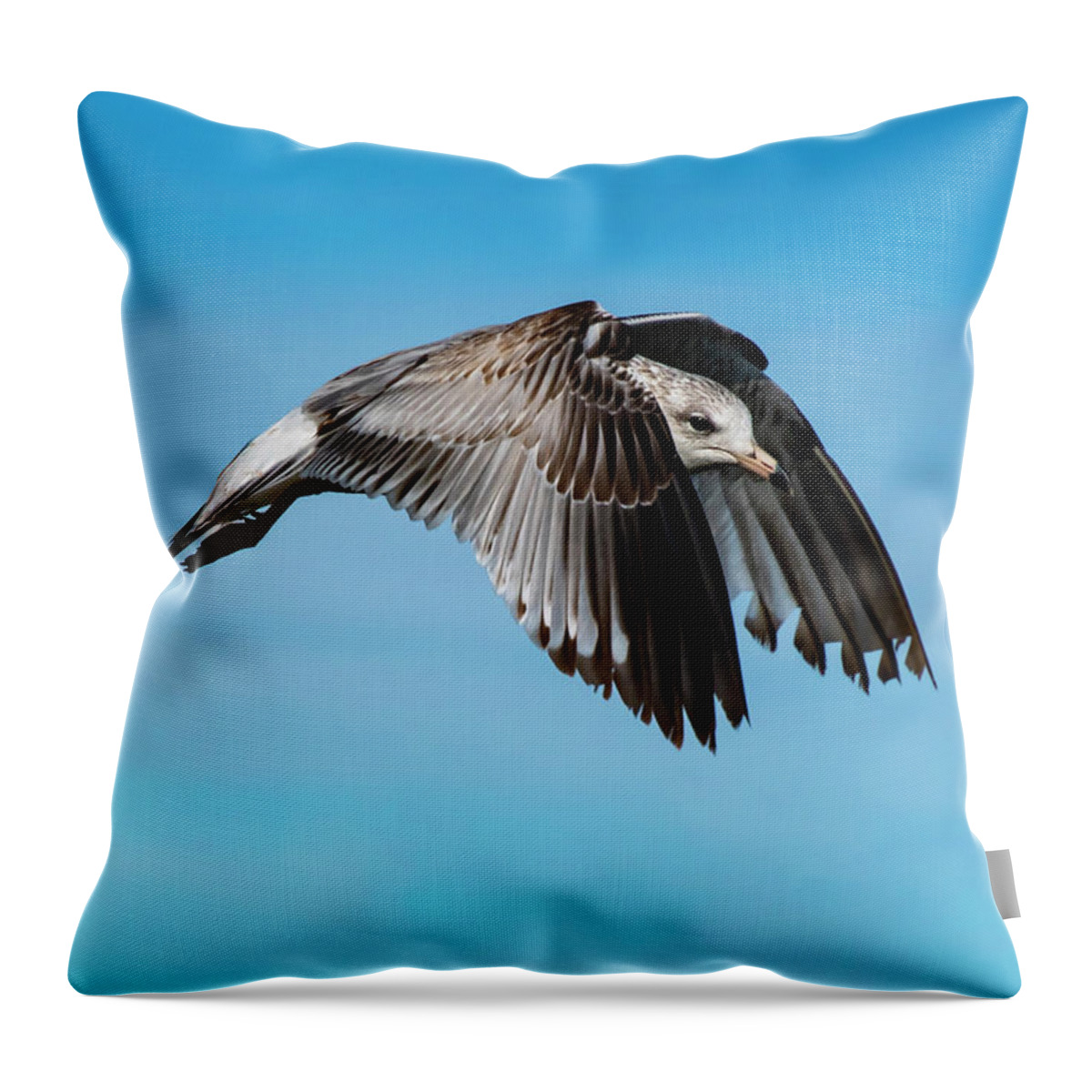 Seagull Throw Pillow featuring the photograph Seagull In Flight Color by Cathy Kovarik