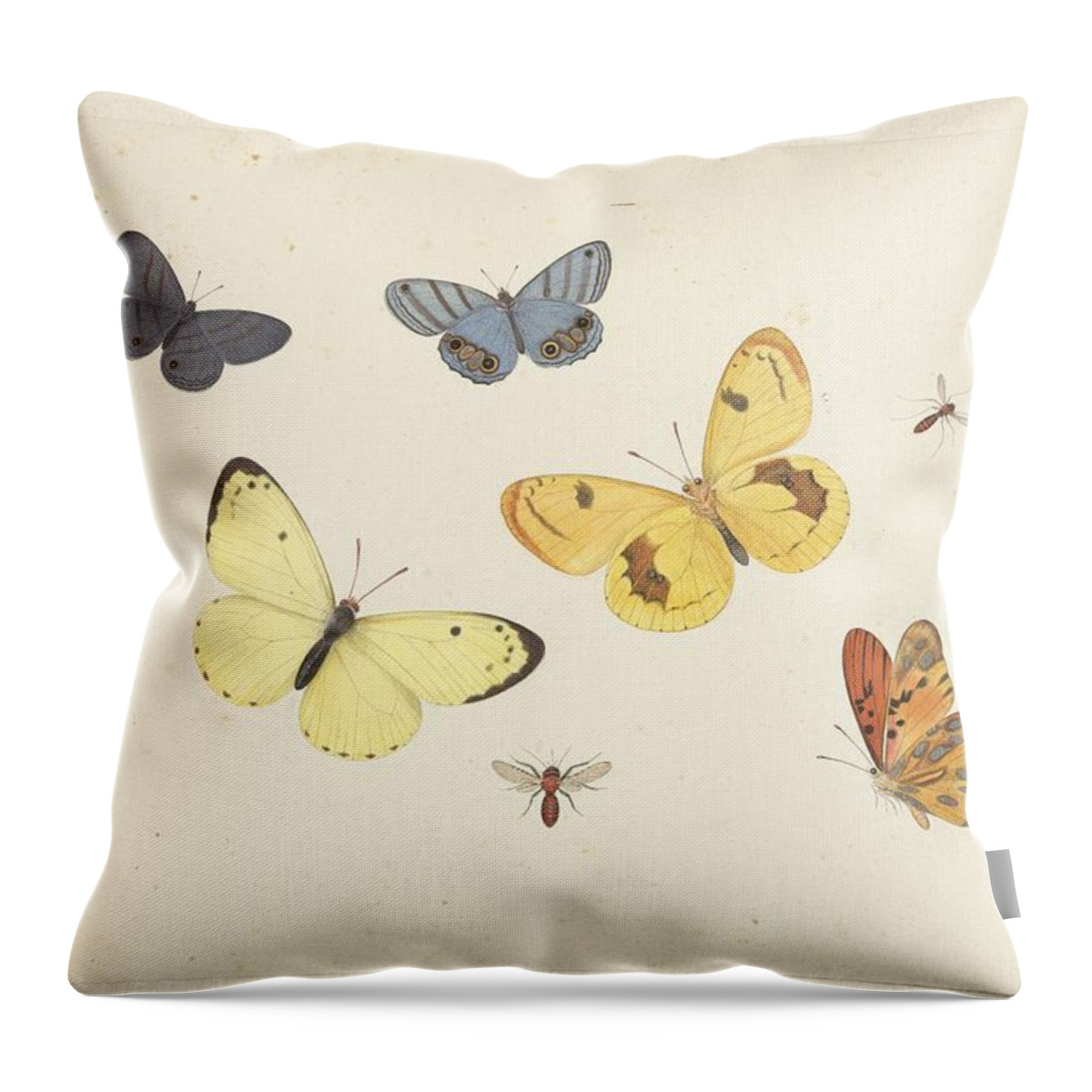Sheet Of Studies With Five Butterflies Throw Pillow featuring the painting Sheet of Studies with Five Butterflies by MotionAge Designs