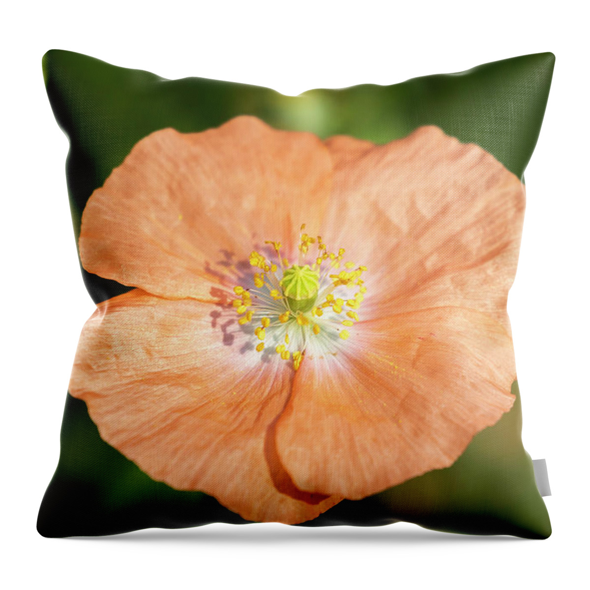 Shirley Poppy Throw Pillow featuring the photograph Shirley Poppy 2018-17 by Thomas Young