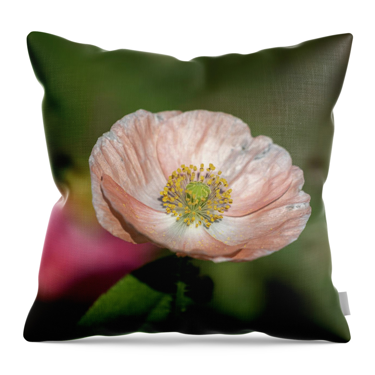  Throw Pillow featuring the photograph Shirley Poppy 2019-2 by Thomas Young