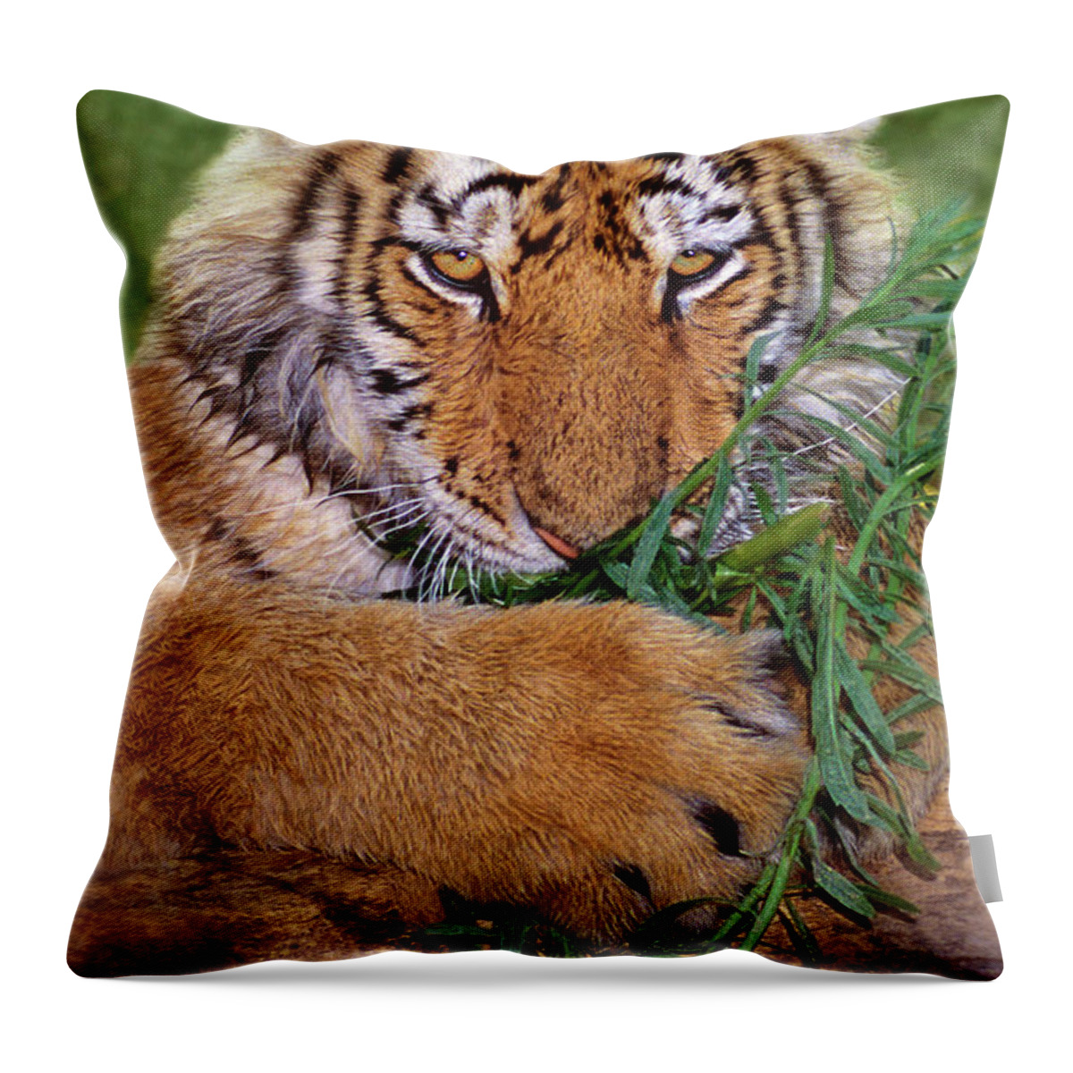Siberian Tiger Throw Pillow featuring the photograph Siberian Tiger Cub Endangered Species Wildlife Rescue by Dave Welling