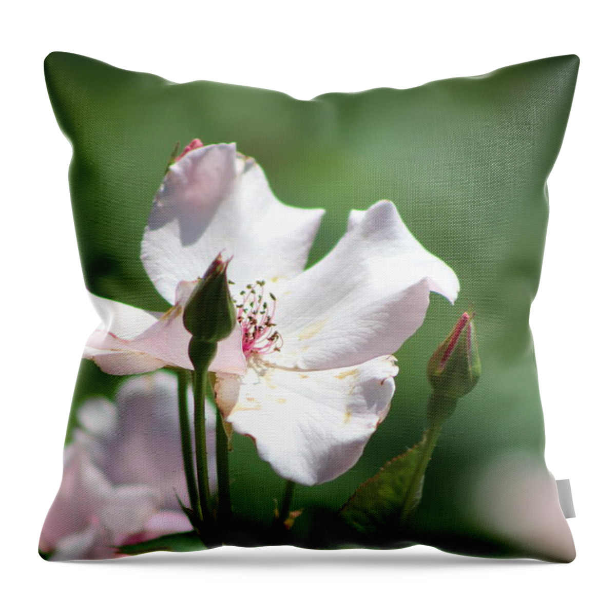Misty Throw Pillow featuring the photograph Single Classic Pink Country Rose and Buds by Colleen Cornelius