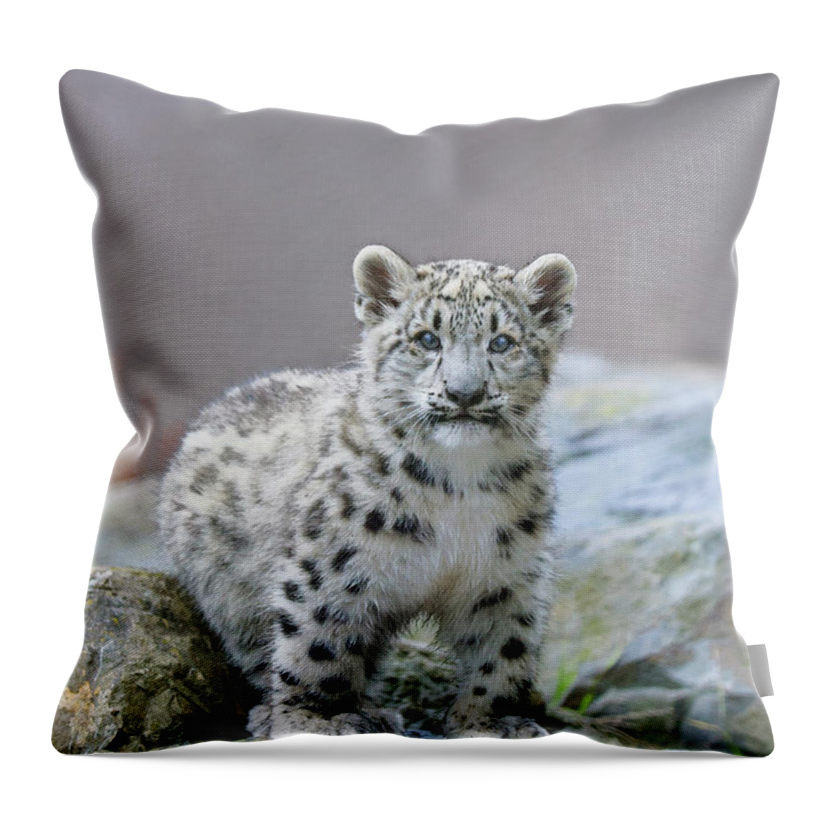 Suzi Eszterhas Throw Pillow featuring the photograph Snow Leopard Cub by Suzi Eszterhas