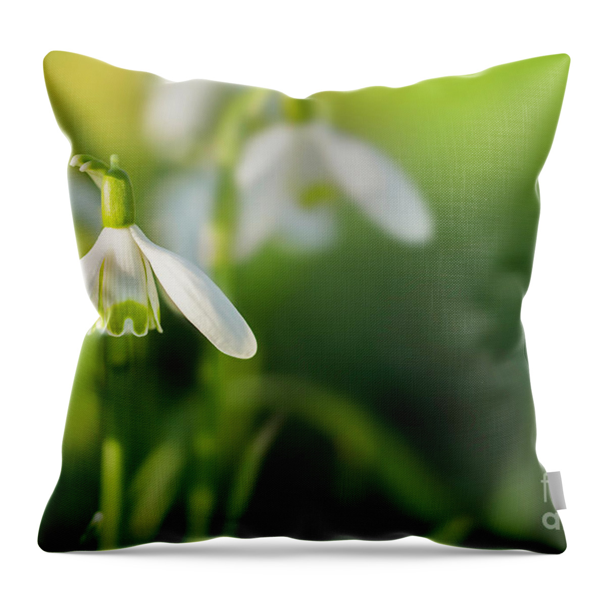 Snowdrops Throw Pillow featuring the photograph Snowdrops at eye level with copy space by Simon Bratt