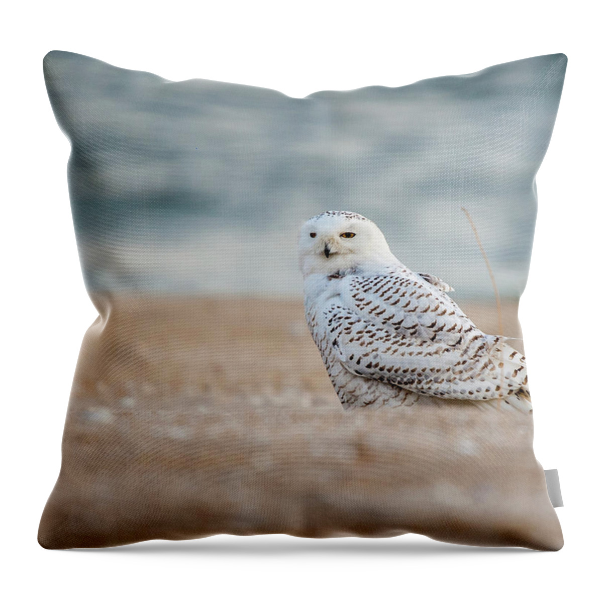 Owl Throw Pillow featuring the photograph Snowy Owl 5872 by Cathy Kovarik