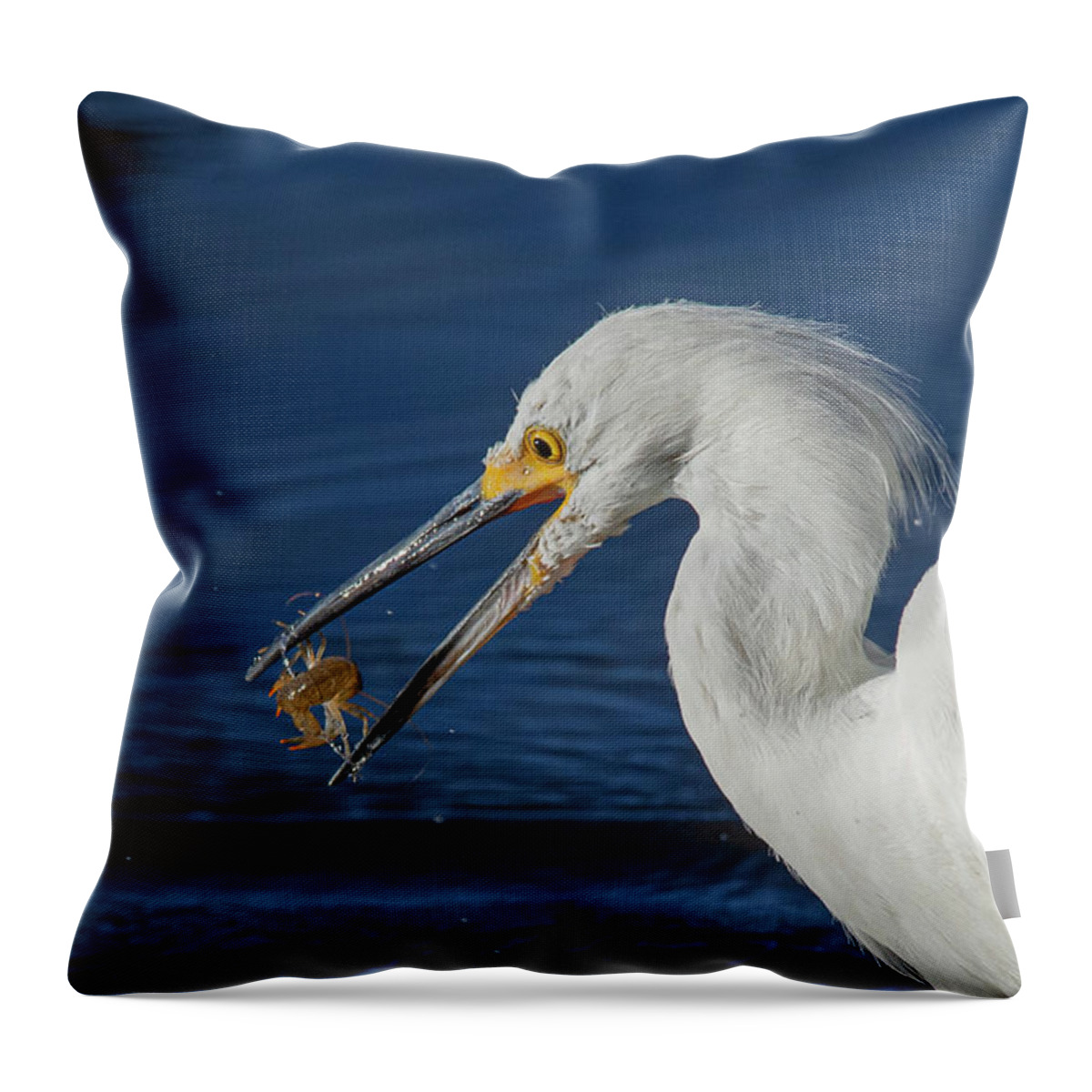 Snowy White Egret Throw Pillow featuring the photograph Snowy White Egret 2 by Rick Mosher