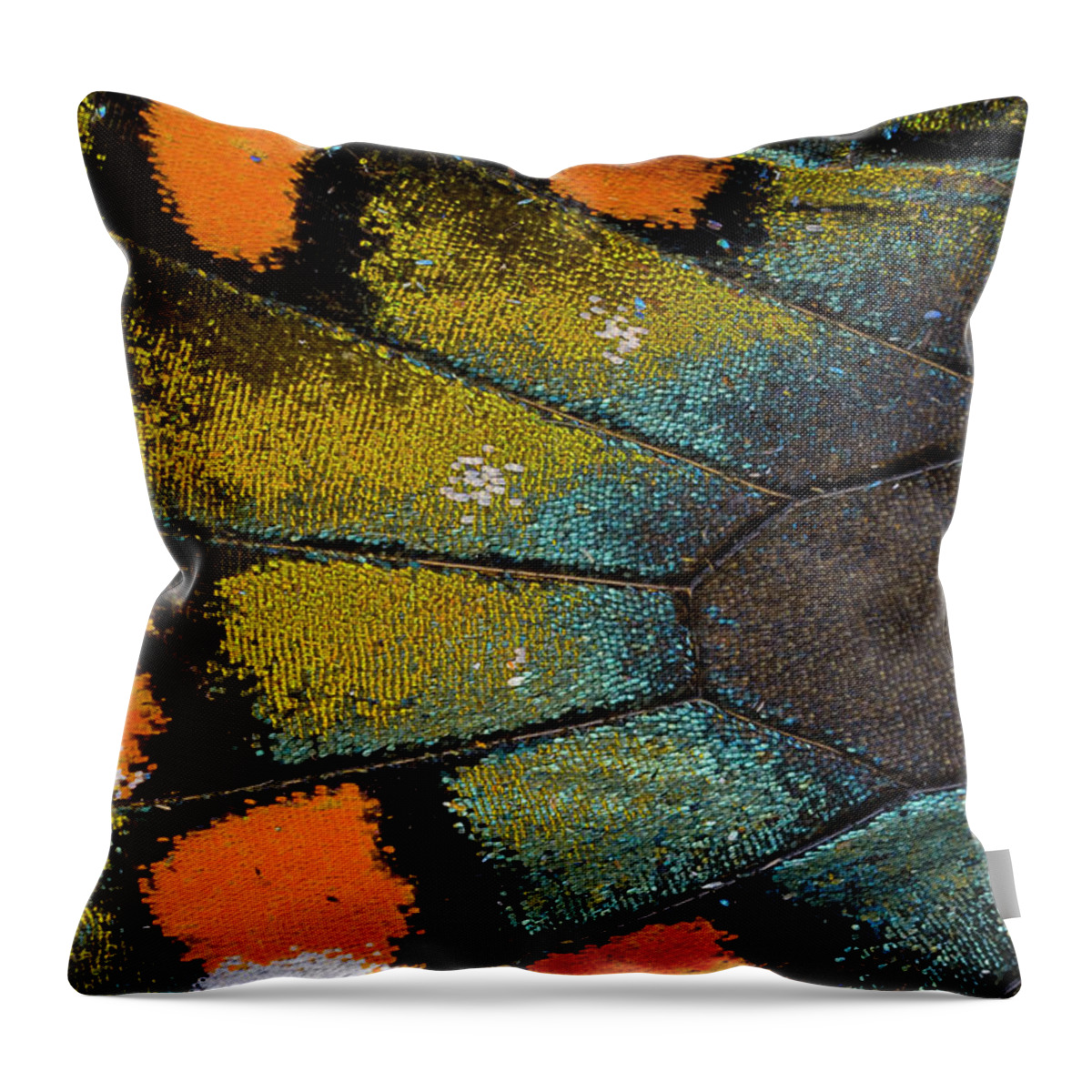 Natural Pattern Throw Pillow featuring the photograph Spicebush Swallowtail Butterfly Wing by Darrell Gulin