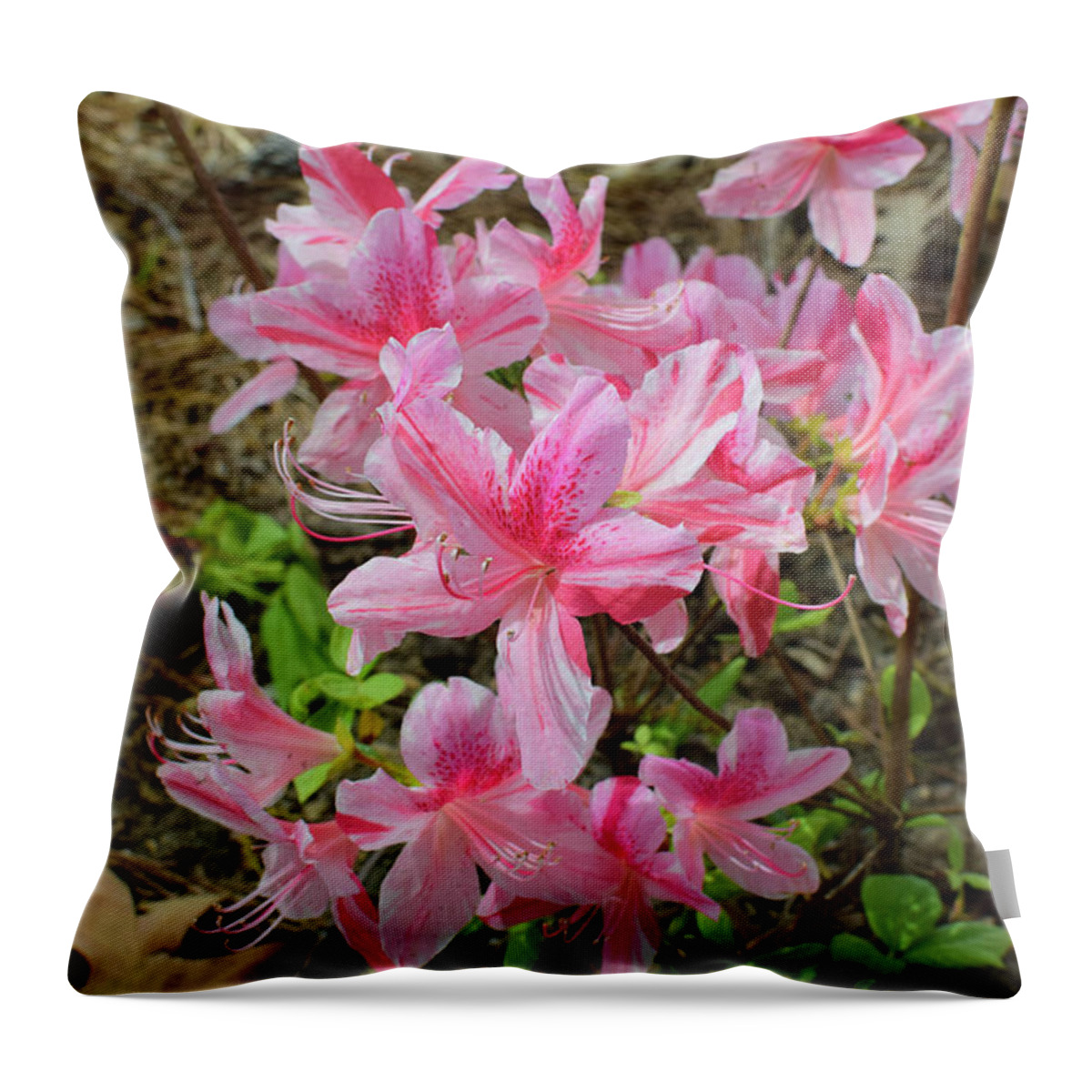 Azalea Throw Pillow featuring the photograph Spring Azaleas in Pink by Nicole Lloyd