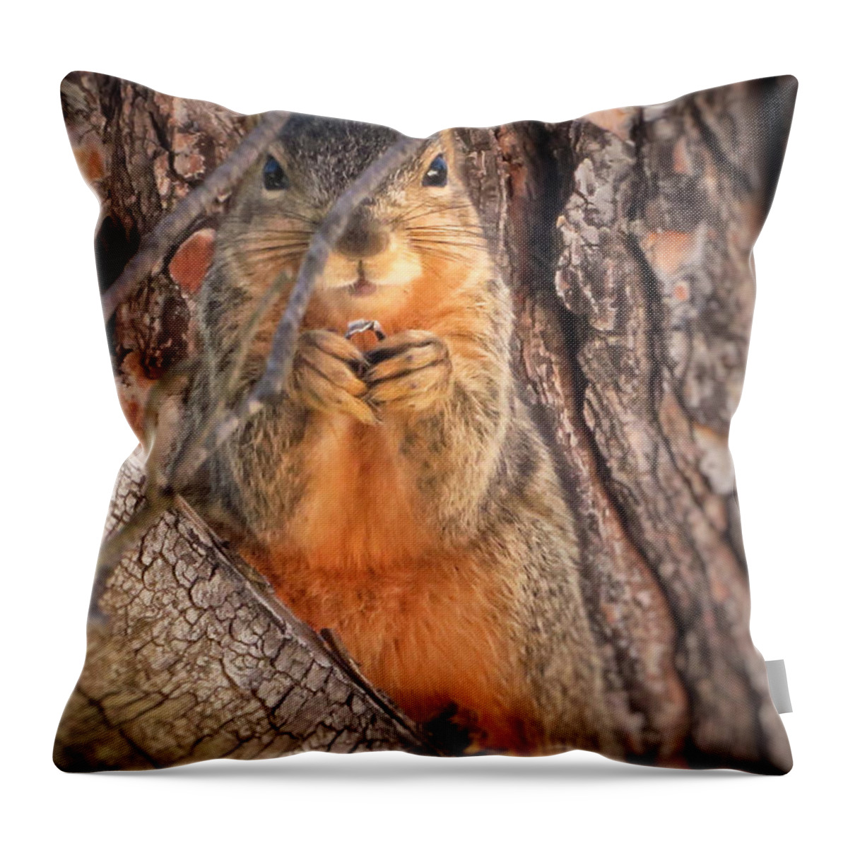 Squirrel Throw Pillow featuring the photograph Squirrel eating in tree by David Zumsteg
