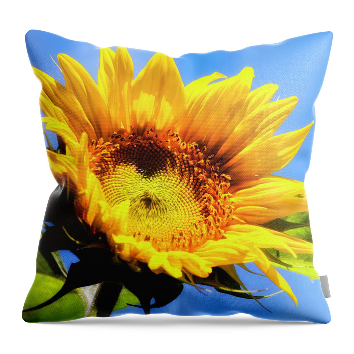 Sunflowers Throw Pillow featuring the photograph Sunflower And Sky by Christina Rollo