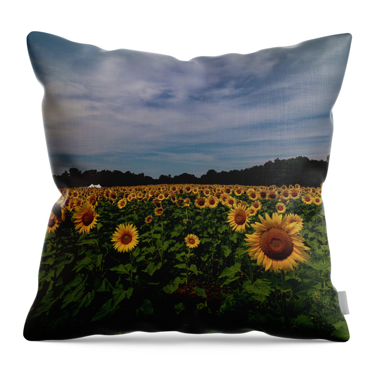Sunflowers Throw Pillow featuring the photograph Sunny Faces in New Hampshire by Jeff Folger