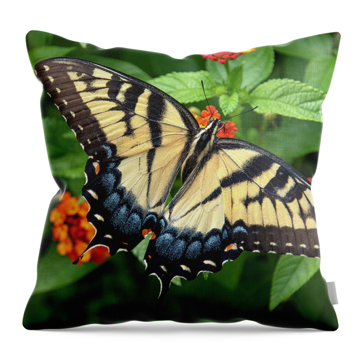 Butterfly Throw Pillow featuring the photograph Swallowtail #3 by Minnie Gallman