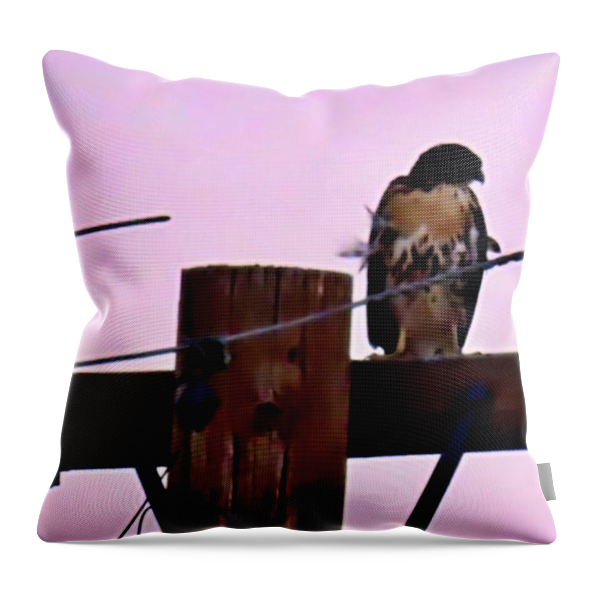 Affordable Throw Pillow featuring the photograph The Hawk and the Dove After Sundown by Judy Kennedy