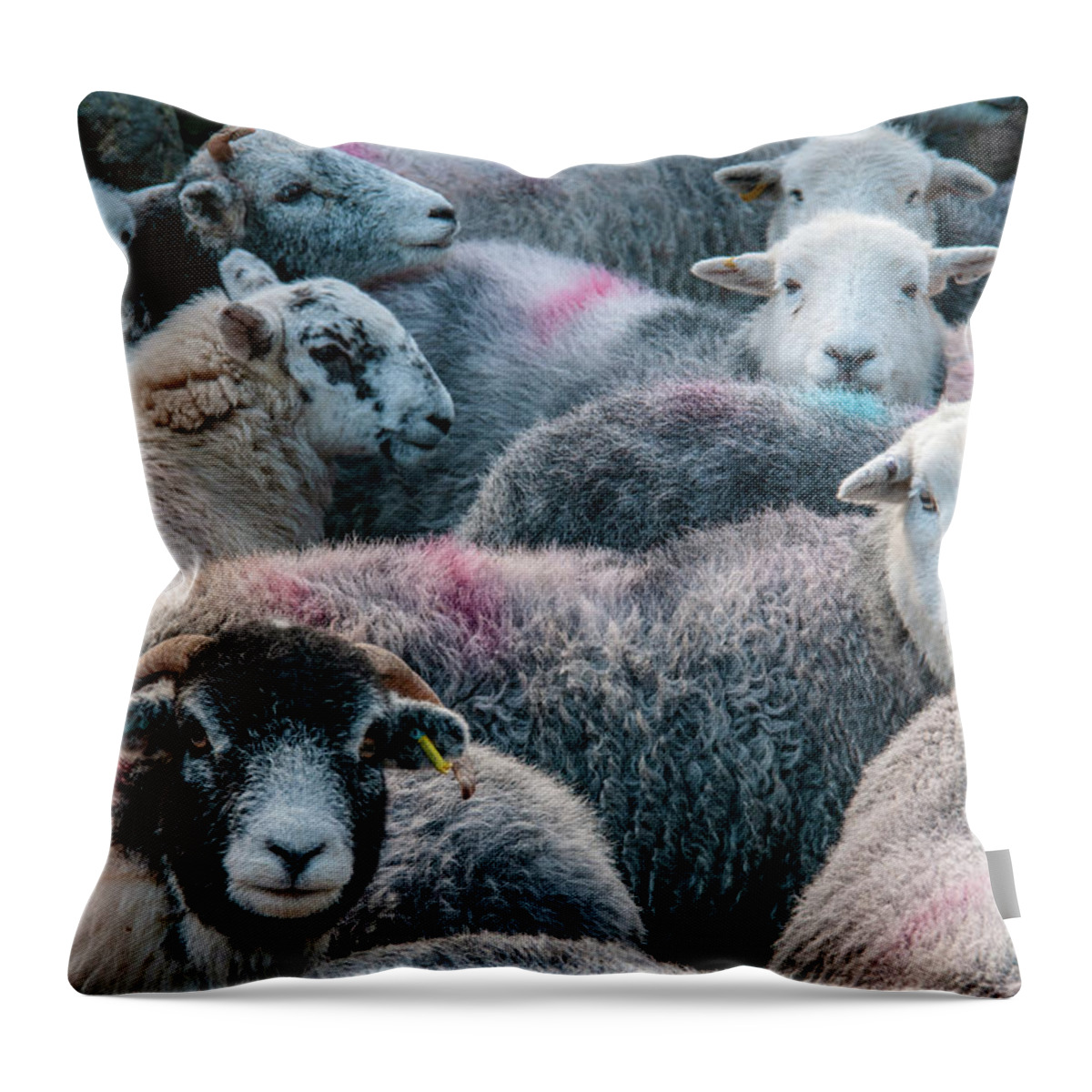Herdwick Sheep Throw Pillow featuring the mixed media The Herdwicks by Smart Aviation