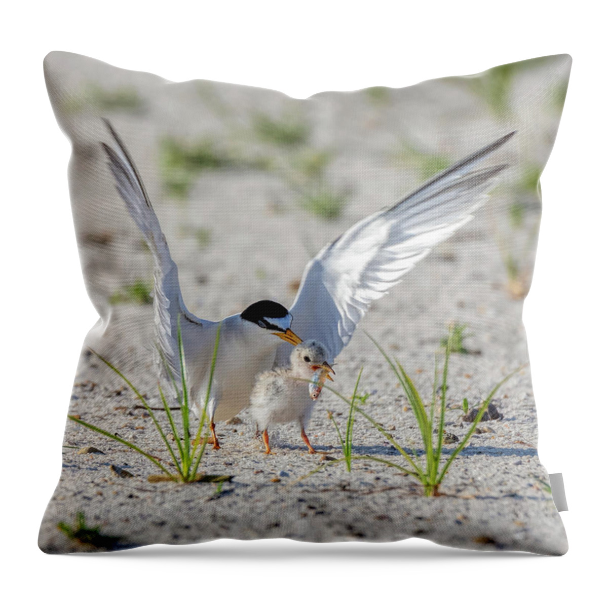 Bird Throw Pillow featuring the photograph The Littlest Thief 2 by Susan Rissi Tregoning