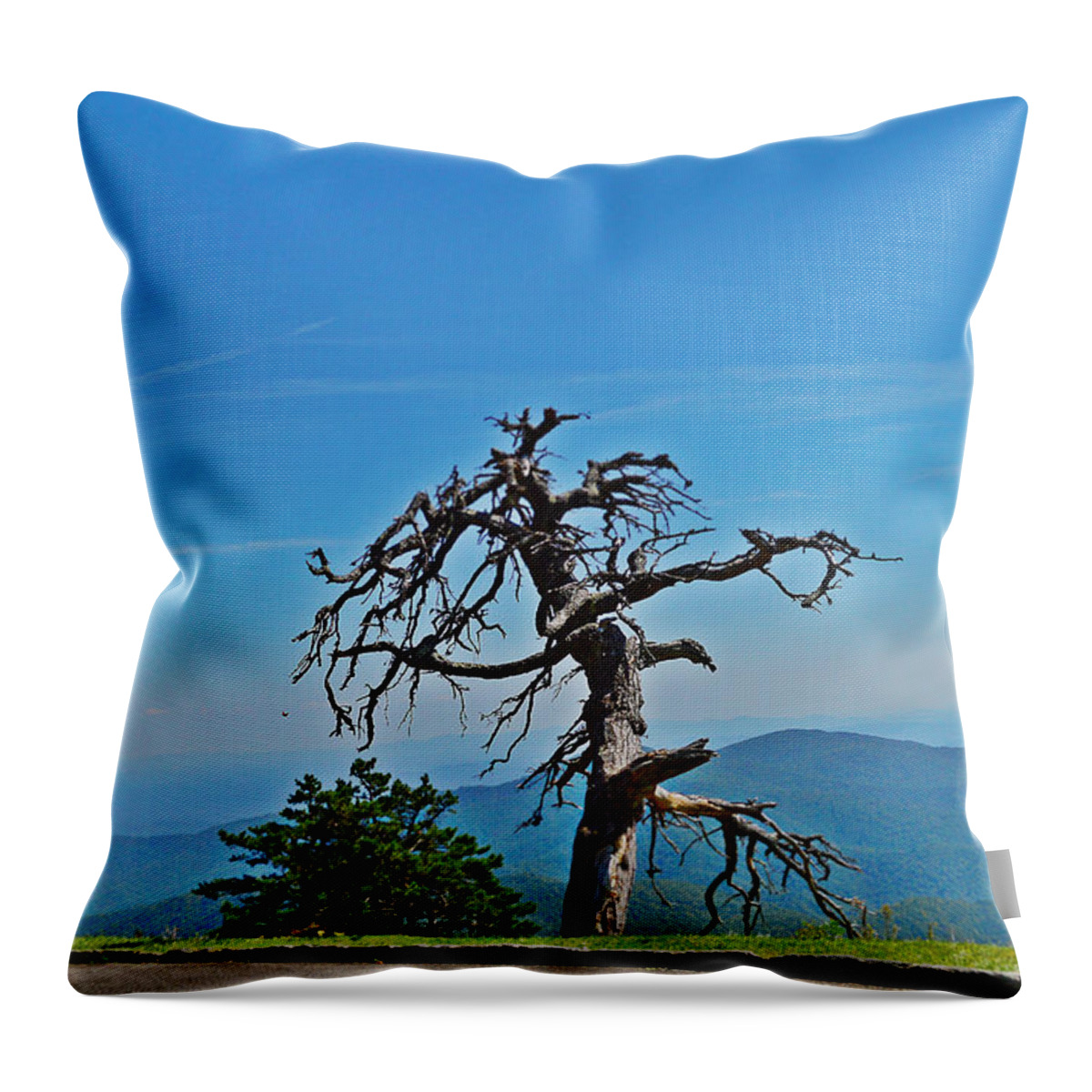 Dead Tree Throw Pillow featuring the photograph The Survivor by Stacie Siemsen
