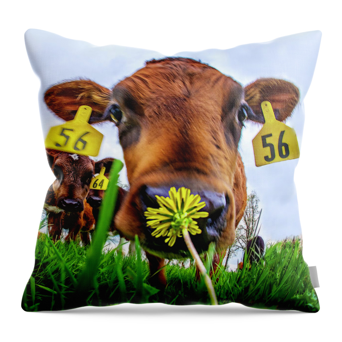 Calf Cow Flower Dandelion Green Grass Cattle Farming Farm Moo Cows Wi Wisconsin Hereford Throw Pillow featuring the photograph This Smells Delicious #1- Calf smelling Dandelion Flower in Spring pasture by Peter Herman