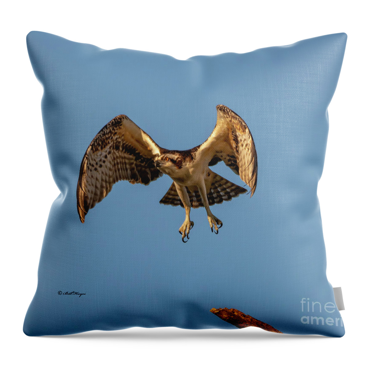 Osprey Throw Pillow featuring the photograph Time To Fly by DB Hayes