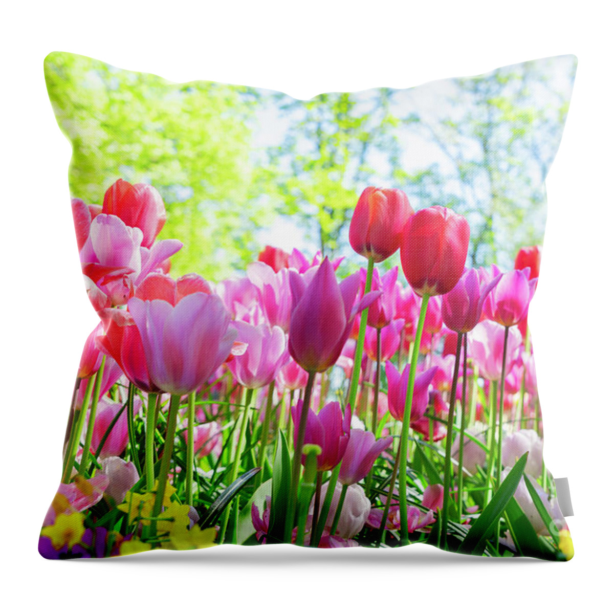 Tulips Throw Pillow featuring the photograph Tulips Pink Growth by Anastasy Yarmolovich