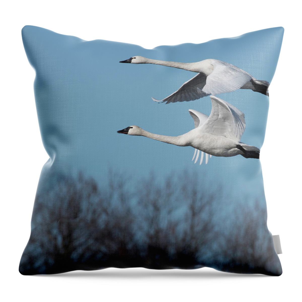 Birds Throw Pillow featuring the photograph Tundra Swan Duo by Donald Brown
