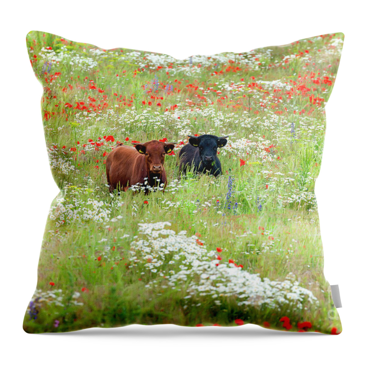Cows Throw Pillow featuring the photograph Two Norfolk cows in wild flower meadow by Simon Bratt