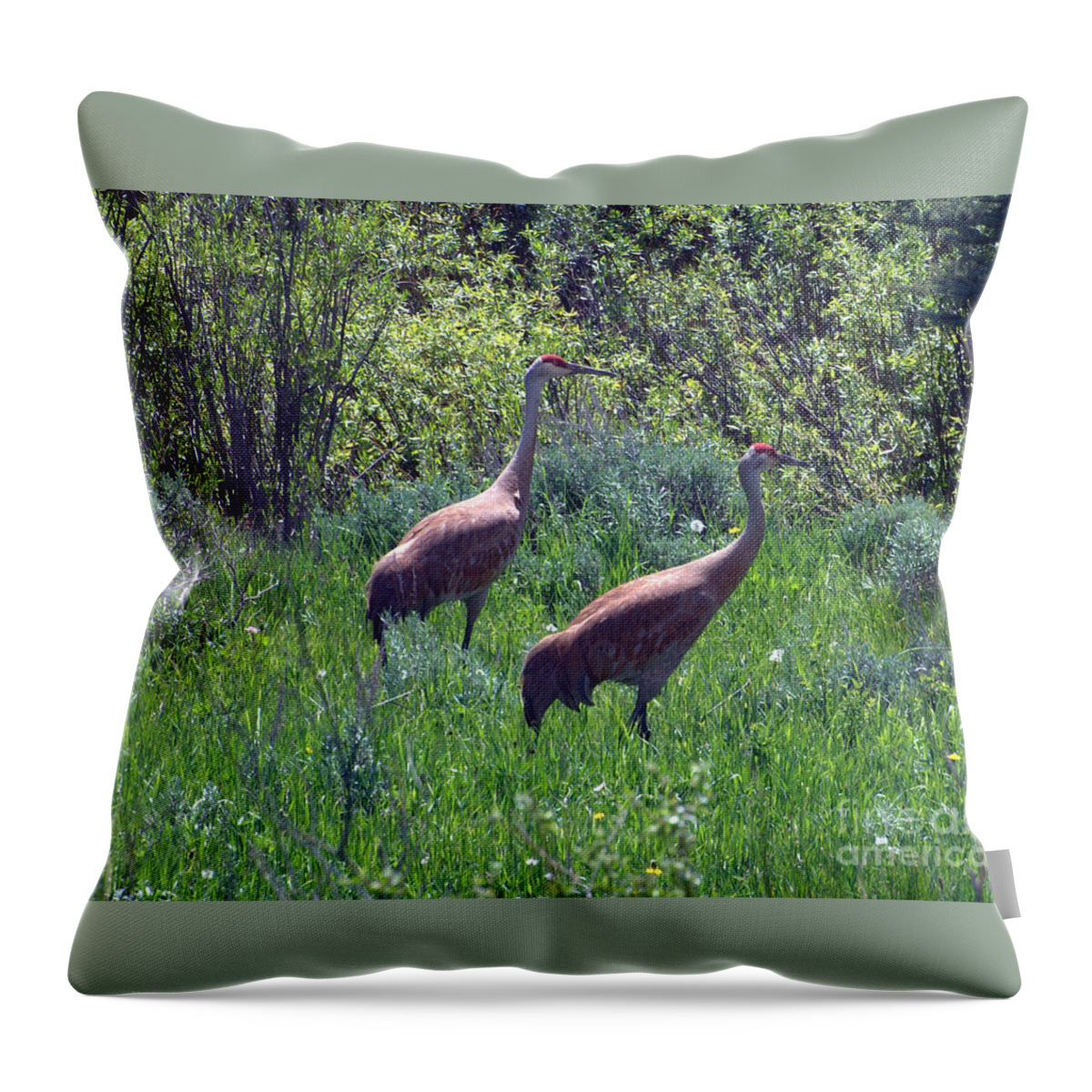 Sandhill Crane Throw Pillow featuring the photograph Two of a Kind by Dorrene BrownButterfield