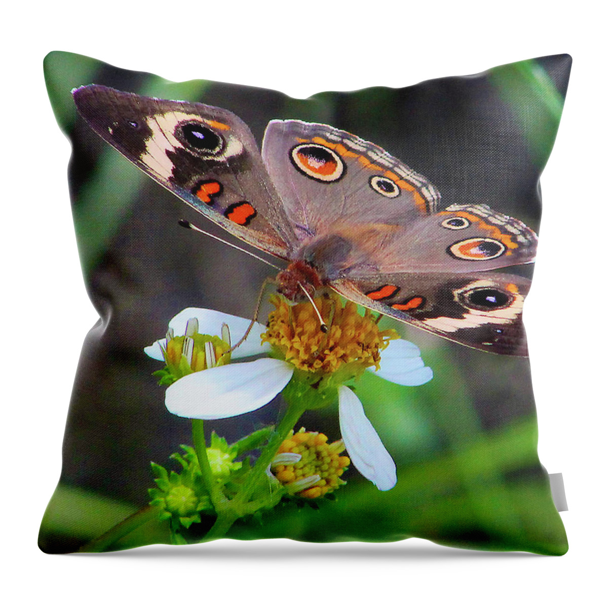 Butterfly Throw Pillow featuring the photograph Uncommon Buckeye by Michael Allard