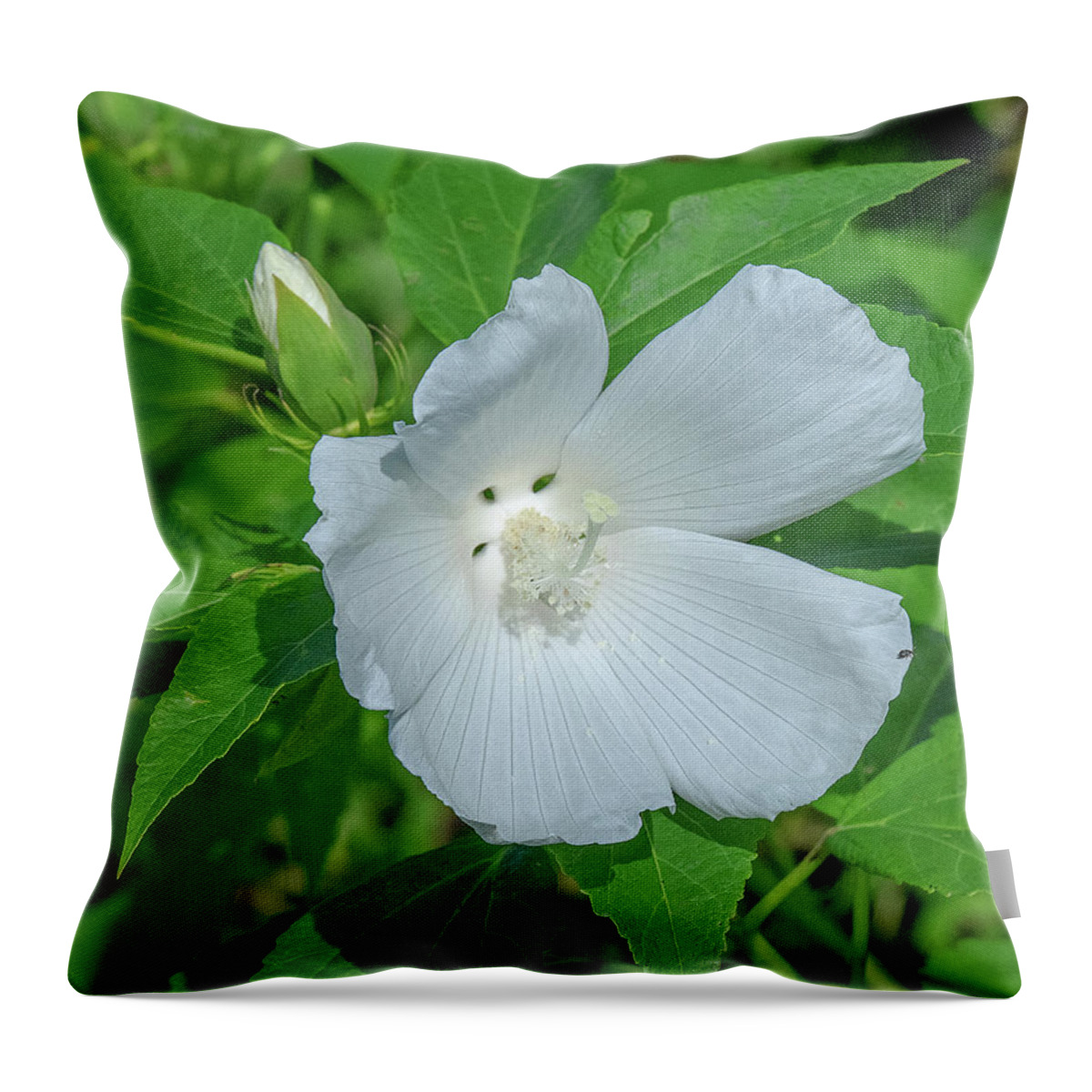 Nature Throw Pillow featuring the photograph Very Rare almost All-white Crimson-eyed Rosemallow DFL0995 by Gerry Gantt
