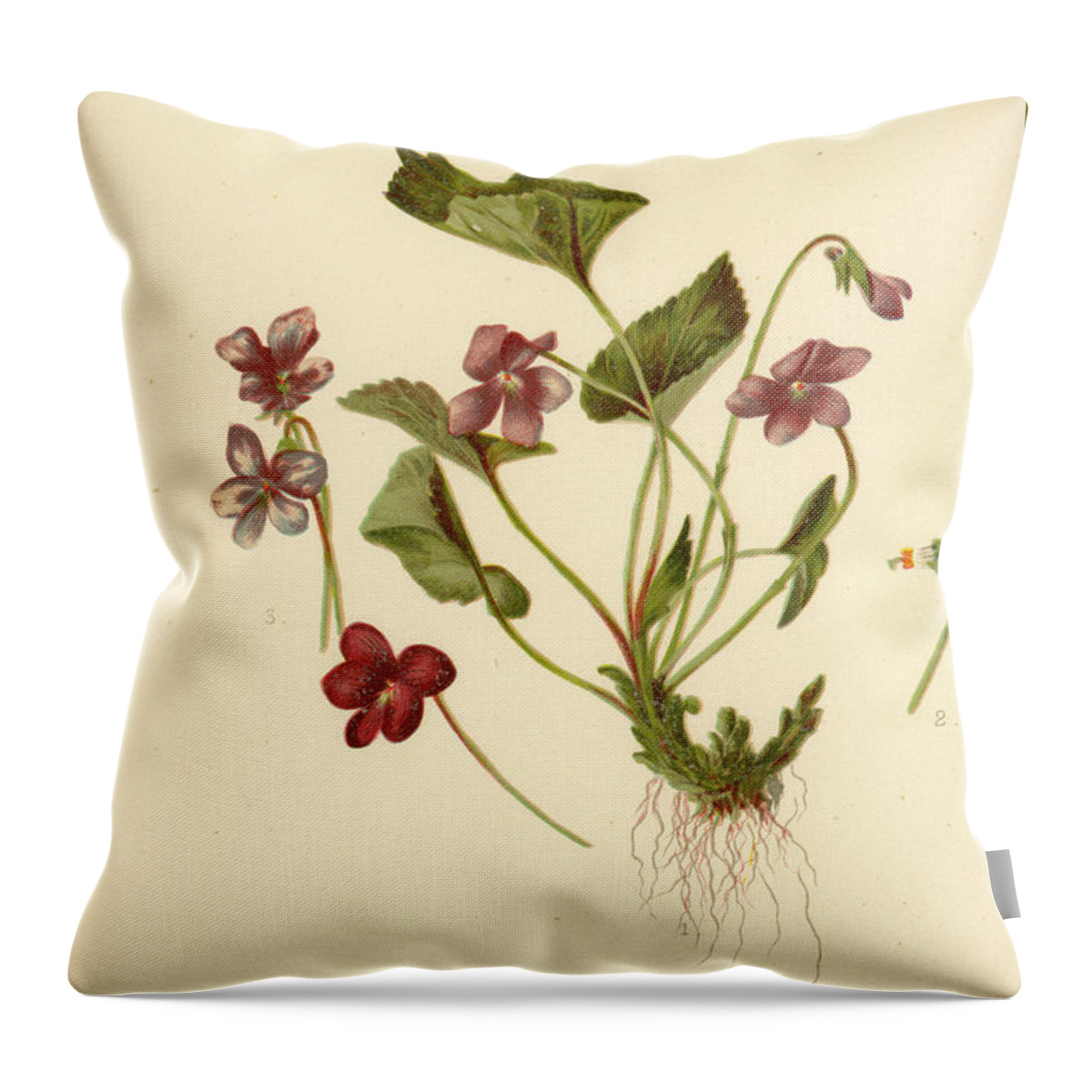 Flowers Throw Pillow featuring the mixed media Viola Cucullata Common Blue Violet by L Prang
