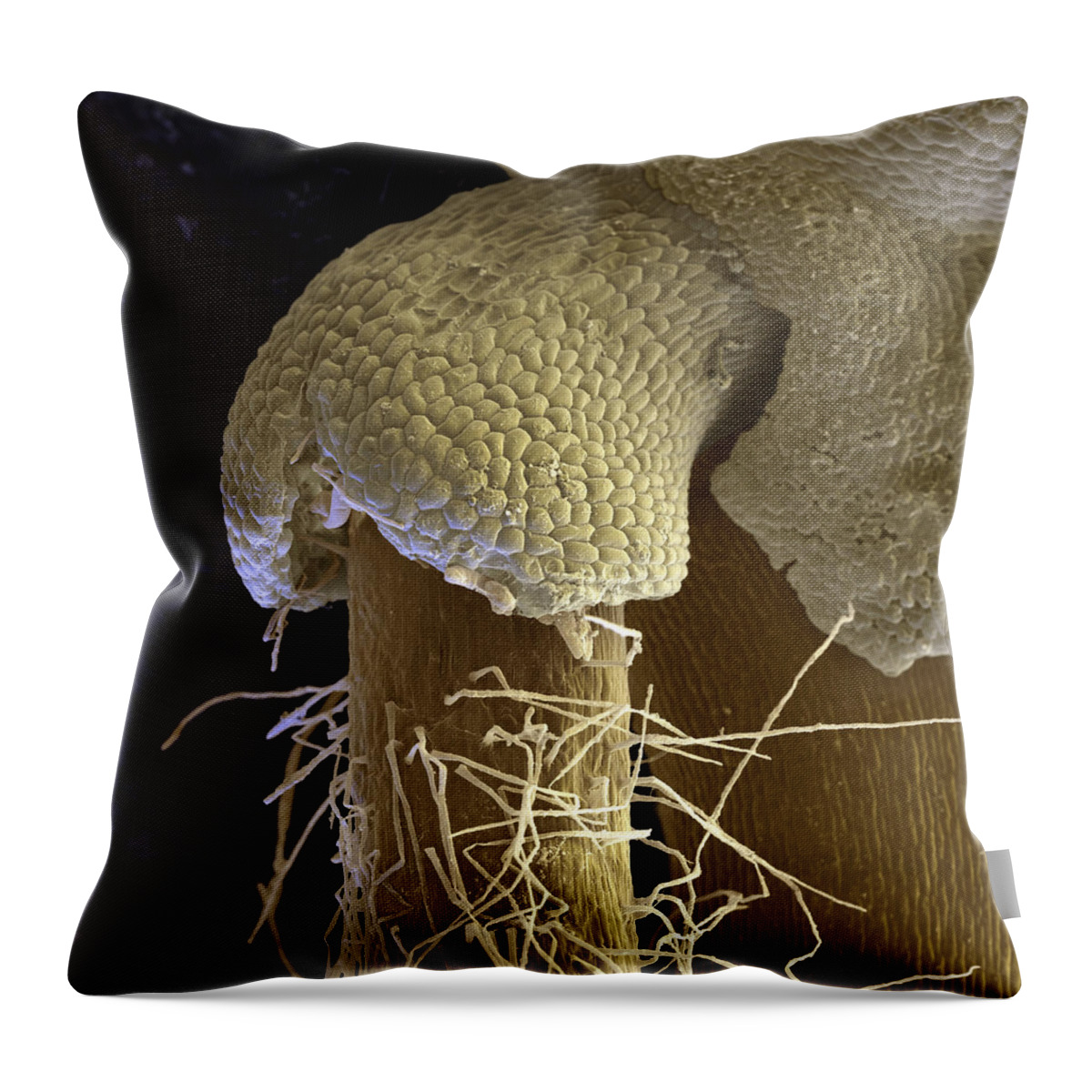 Bread Ingredient Throw Pillow featuring the photograph Wheat Triticum Aestivum L by Meckes/ottawa