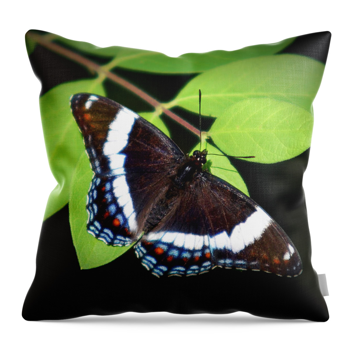 Butterfly Throw Pillow featuring the photograph White Admiral Butterfly by Christina Rollo