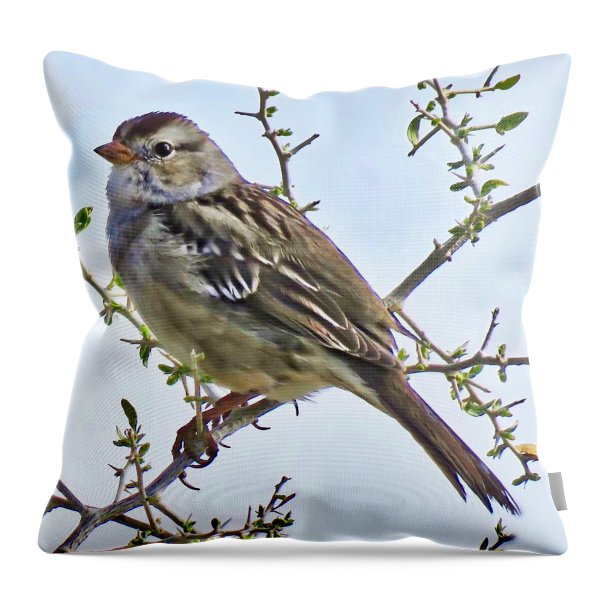 Affordable Throw Pillow featuring the photograph White-Crowned Sparrow on Creosote by Judy Kennedy