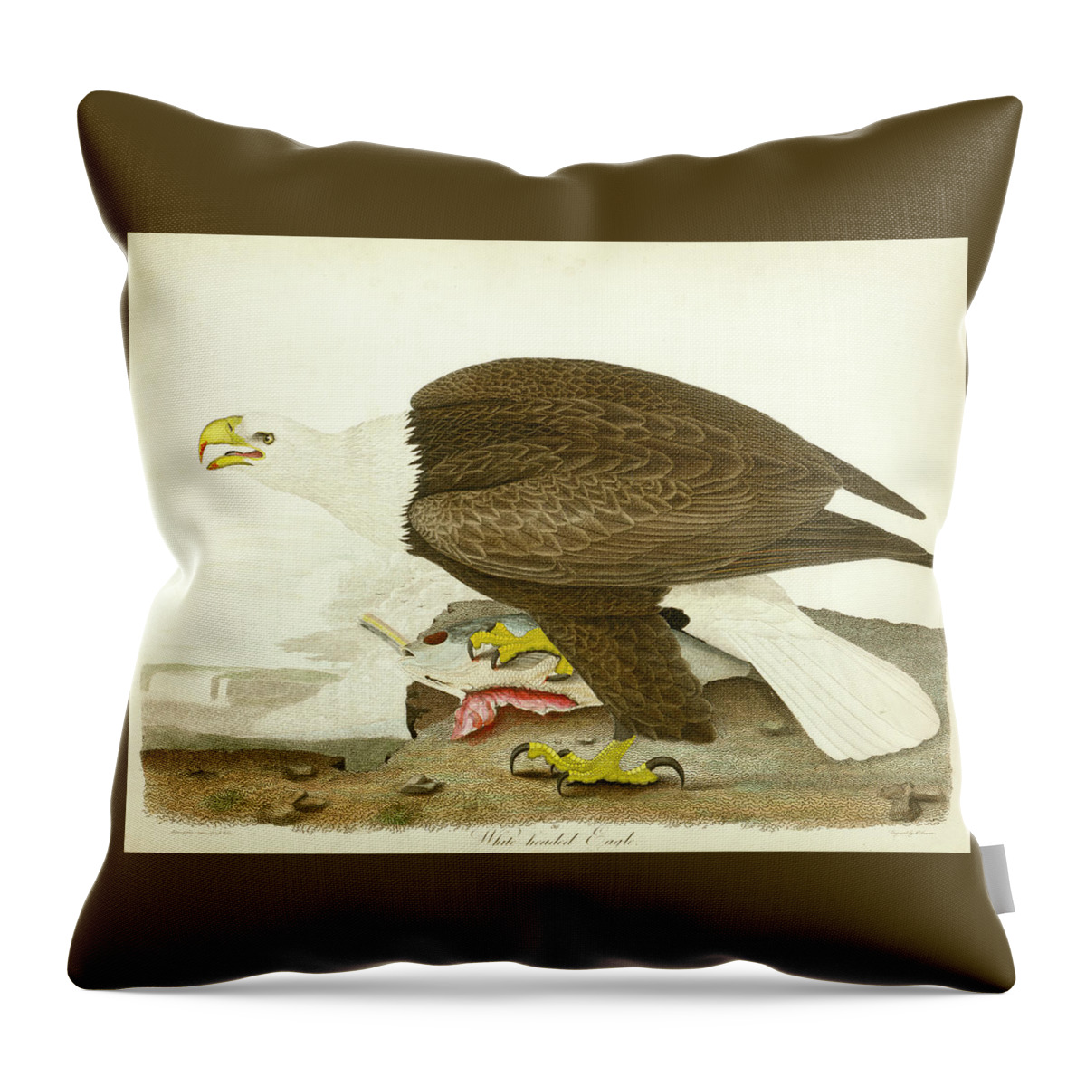 Eagle Throw Pillow featuring the mixed media White-headed Eagle by Alexander Wilson
