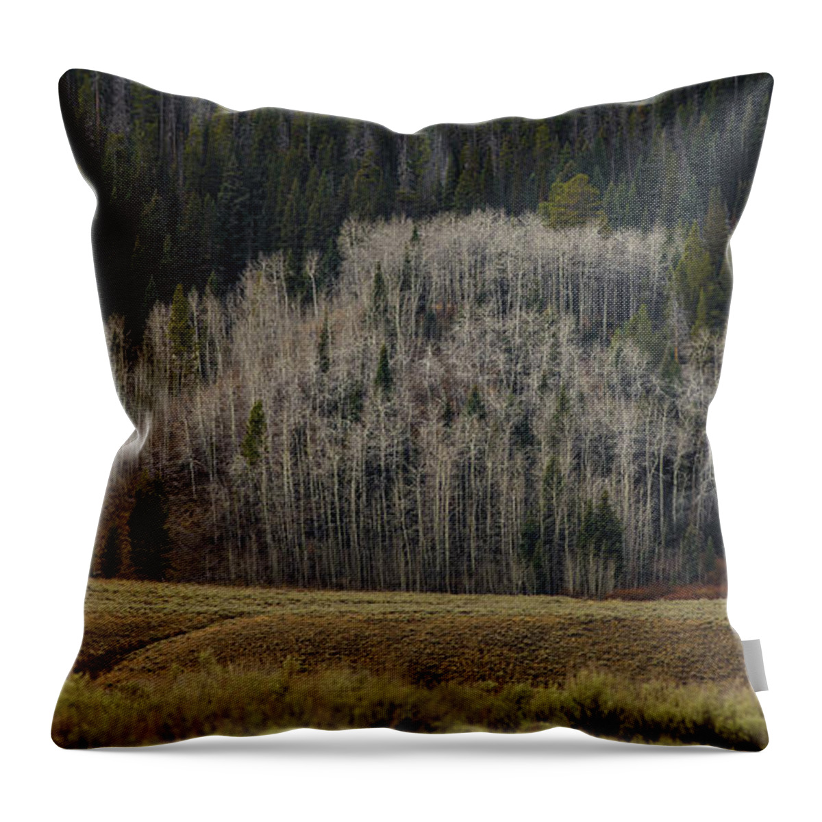 Trees Throw Pillow featuring the photograph White aspen trees, Wyoming by Julieta Belmont