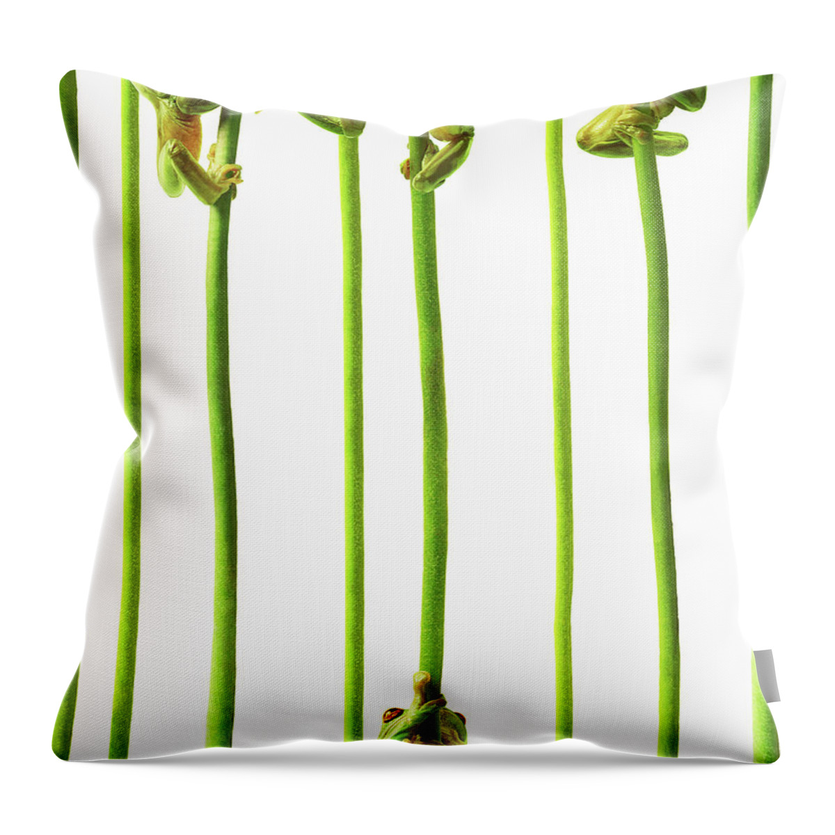 Whites Tree Frog Throw Pillow featuring the photograph Whites Tree Frogs Climbing Plant Stems by Gandee Vasan