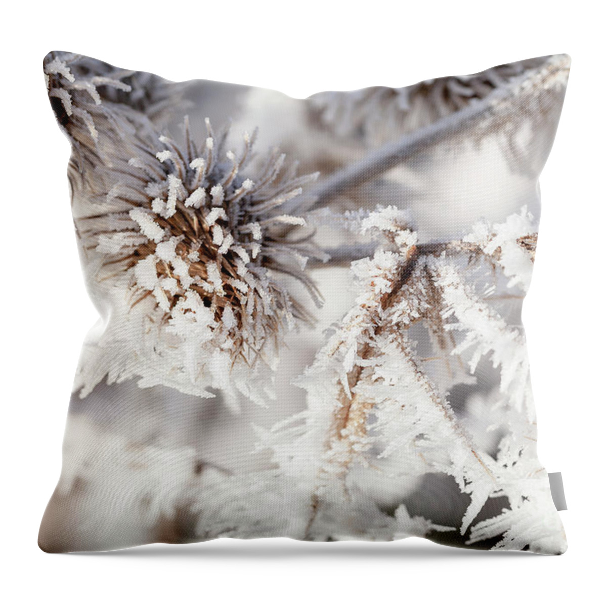 Freezing Throw Pillow featuring the photograph Winter frost on a garden thistle close up by Simon Bratt