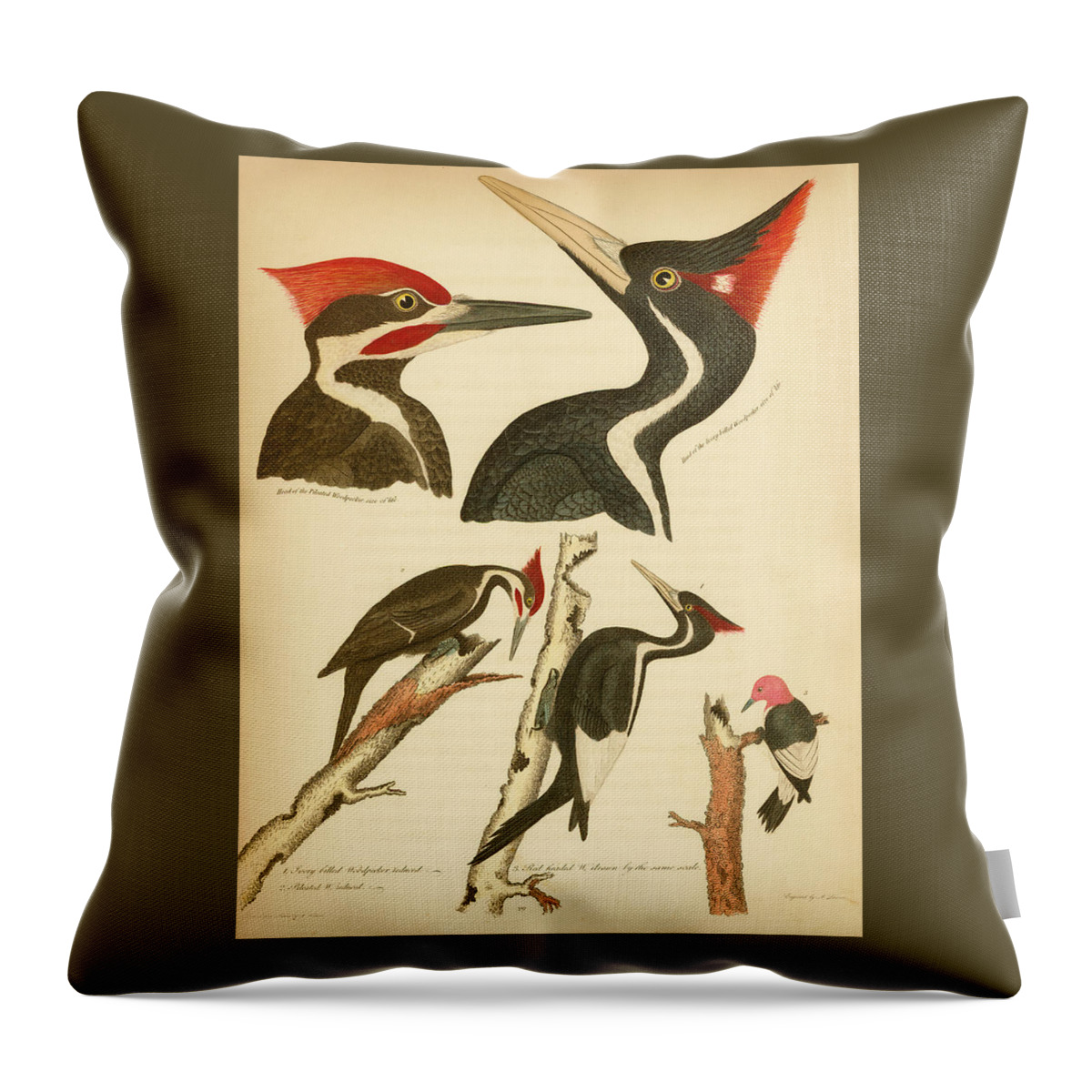 Birds Throw Pillow featuring the mixed media Woodpeckers by Alexander Wilson