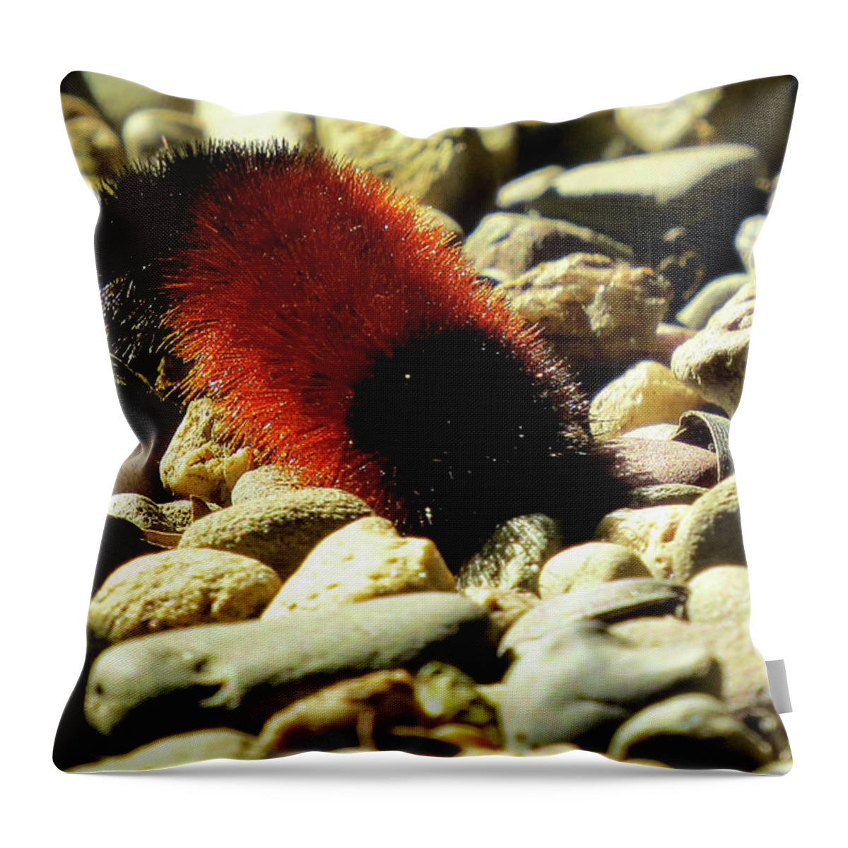 Woolly Bear Caterpillar Throw Pillow featuring the photograph Woolly Bear Caterpillar on the Rocks by Linda Stern