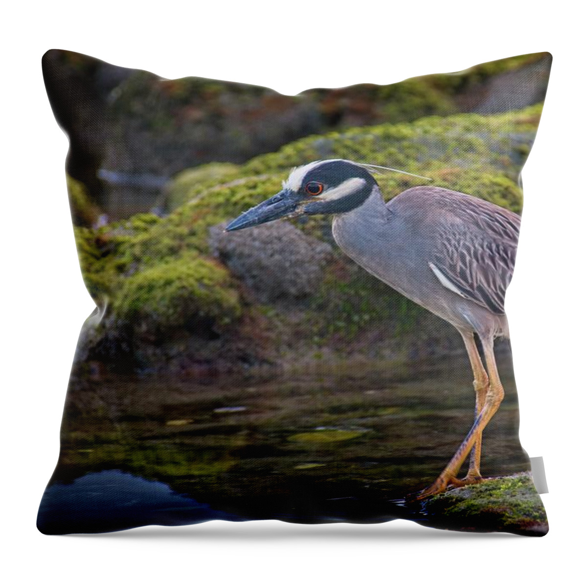 Coral Cove Throw Pillow featuring the photograph Yellow-crowned Night Heron by Steve DaPonte