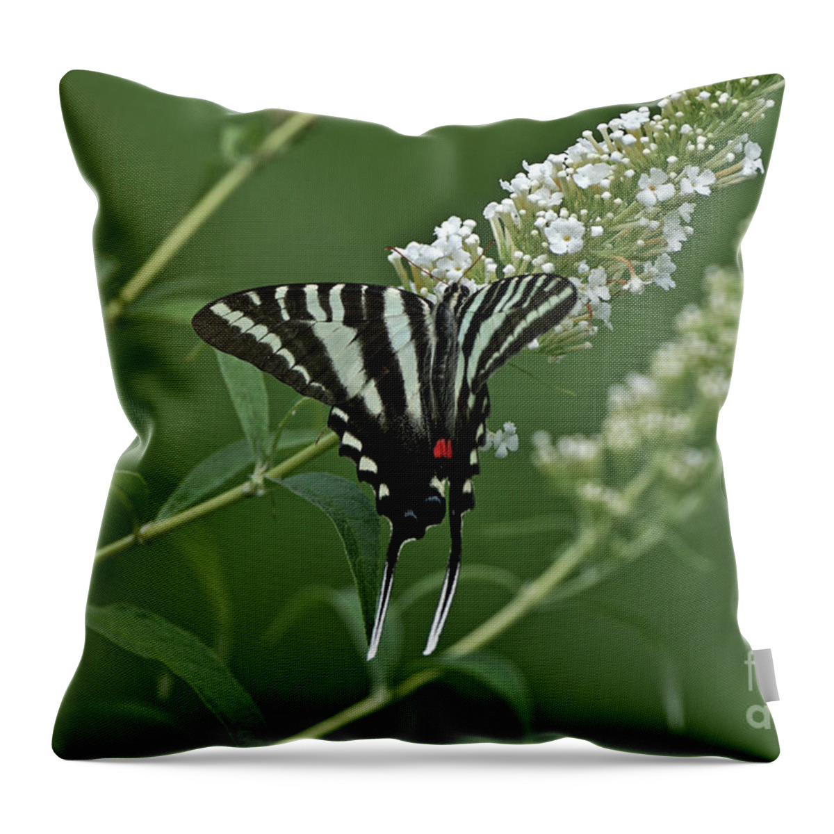 Zebra Swallowtail Throw Pillow featuring the photograph Zebra Swallowtail on Butterfly Bush by Robert E Alter Reflections of Infinity