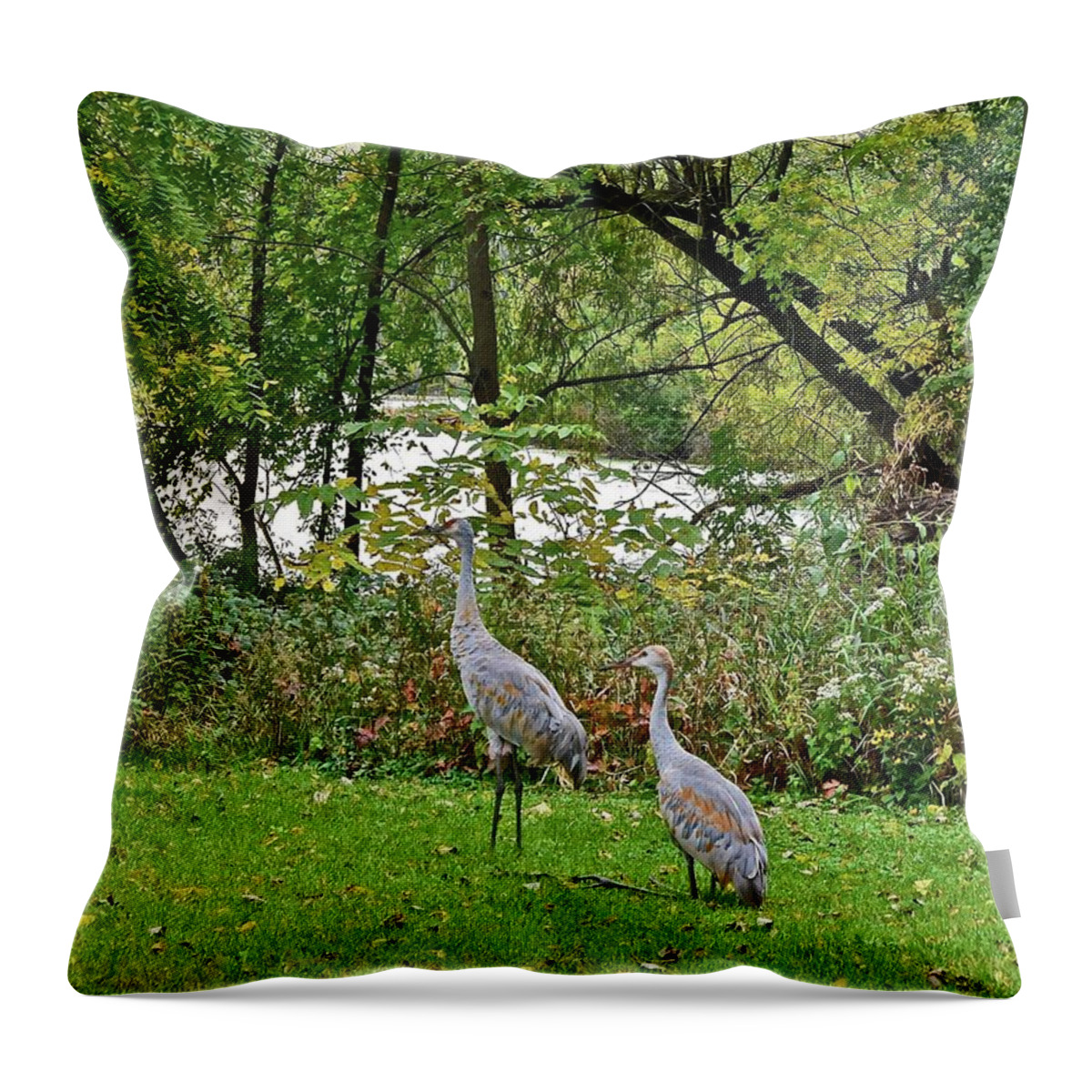 Sandhill Crane; Backyard; Birds; Throw Pillow featuring the photograph 2021 Fall Sandhill Cranes 8 by Janis Senungetuk